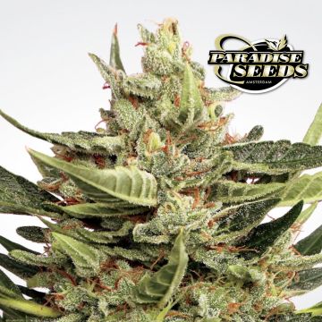 Vertigo Autoflower (Paradise Seeds) 3 seeds