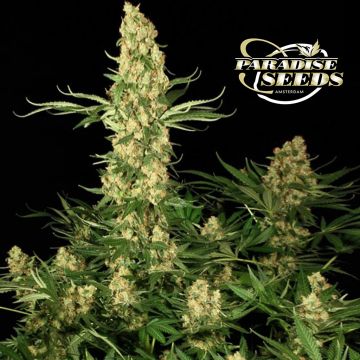 Wappa (Paradise Seeds) 3 seeds