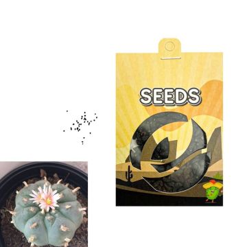 Peyote Mescaline Cactus [Lophophora Williamsii] 20 seeds