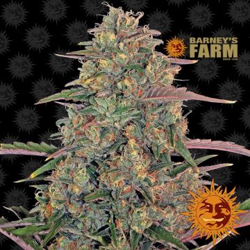 Pineapple Chunk (Barney's Farm) 5 seeds