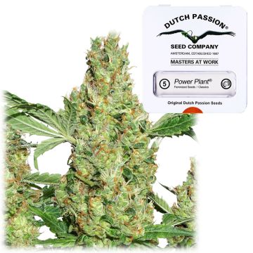 Power Plant (Dutch Passion) 5 seeds