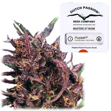 Purple #1 (Dutch Passion) 3 seeds