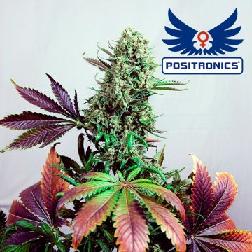 Purple Haze #1 (Positronics) 5 seeds