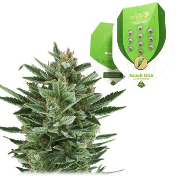 Quick One Autoflower (Royal Queen Seeds) 5 seeds