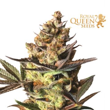 Royal CBG Automatic (Royal Queen Seeds)