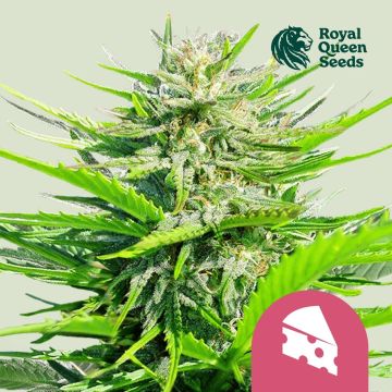 Royal Cheese Fast Flowering (Royal Queen Seeds) 5 seeds