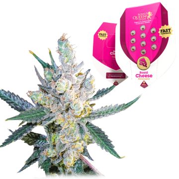 Royal Cheese Fast Flowering (Royal Queen Seeds) 5 seeds
