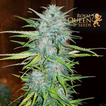 Royal Creamatic Autoflower (Royal Queen Seeds)