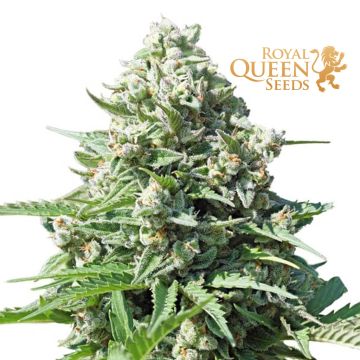 Royal Gorilla Automatic (Royal Queen Seeds) 3 seeds
