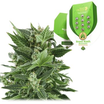 Royal Kush Automatic (Royal Queen Seeds) 5 seeds