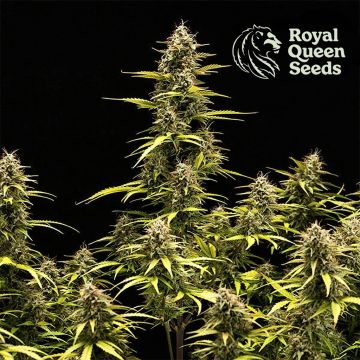 Epsilon F1 Auto (Royal Queen Seeds)