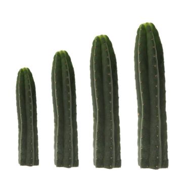 San Pedro Mescaline Cactus [Echinopsis pachanoi]
