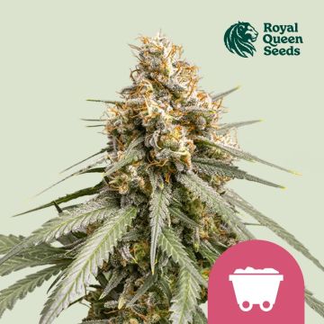 Shining Silver Haze (Royal Queen Seeds) 5 seeds