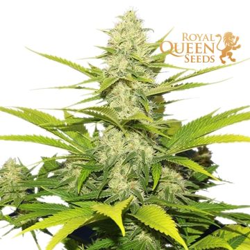 Skunk XL (Royal Queen Seeds) 5 seeds