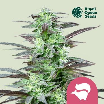 Skunk XL (Royal Queen Seeds) 5 seeds