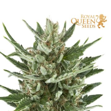 Speedy Chile Fast Flowering (Royal Queen Seeds) 3 seeds