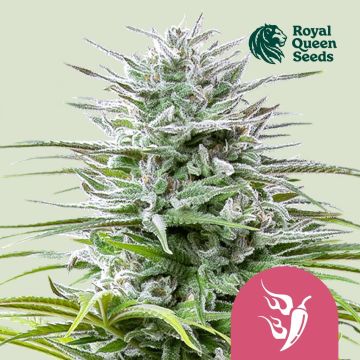 Speedy Chile Fast Flowering (Royal Queen Seeds) 3 seeds