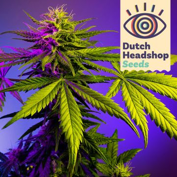 Speedy Fast Flower Mix (Private Label) 5 Cannabis Seeds