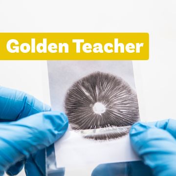 Magic Mushroom Sporeprint | Golden Teacher