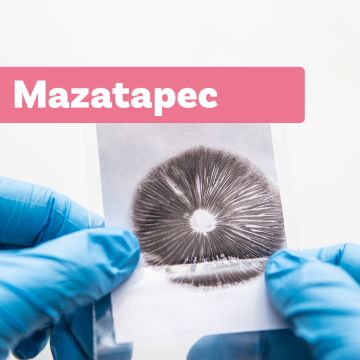 Magic Mushroom Sporeprint | Mazatapec