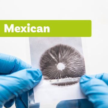 Magic Mushroom Sporeprint | Mexican