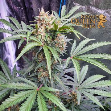 Stress Killer Automatic CBD (Royal Queen Seeds) 5 seeds