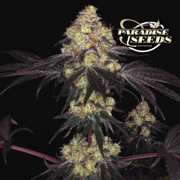 Sunset Paradise (Paradise Seeds)