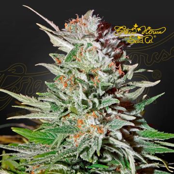 Super Lemon Haze Auto CBD (Greenhouse Seeds) 5 seeds