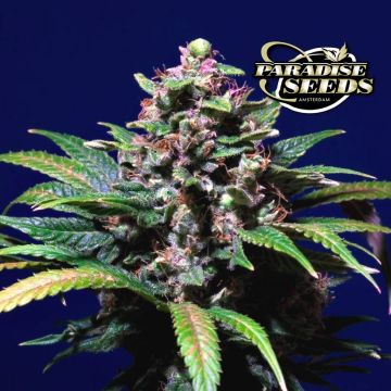 Sweet Purple (Paradise Seeds)