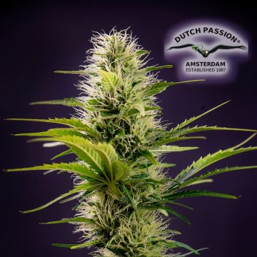 THC-Victory THCV (Dutch Passion) 3 seeds