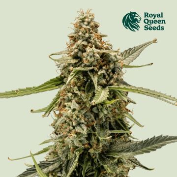 Titan F1 Auto (Royal Queen Seeds)