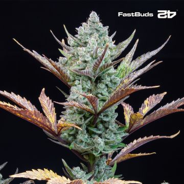 Wedding Glue Auto (Fast Buds)