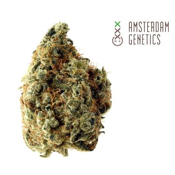 White Choco (Amsterdam Genetics) 3 seeds