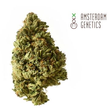 White Choco Autoflower (Amsterdam Genetics) 3 seeds