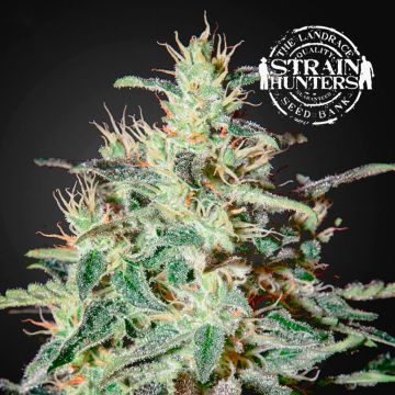 White Lemon (Strain Hunters) 5 seeds