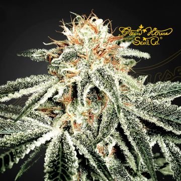 White Widow (Greenhouse Seeds) 5 seeds