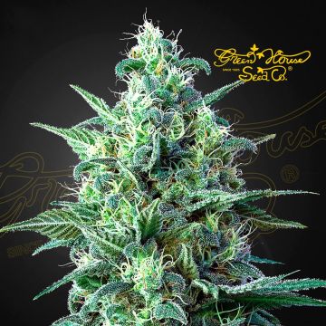 White Widow Auto CBD (Greenhouse Seeds) 5 seeds