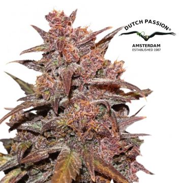 CBD Auto Blackberry Kush (Dutch Passion) 3 seeds