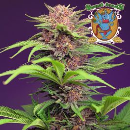 mimosa Mimosa Mids - 2/99 DEAL - Same Day Weed Delivery Vancouver