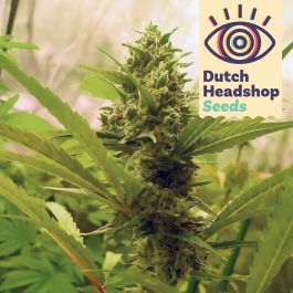 dutch-headshop-green-crack.jpg