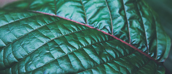 What is Kratom and what are its Effects?