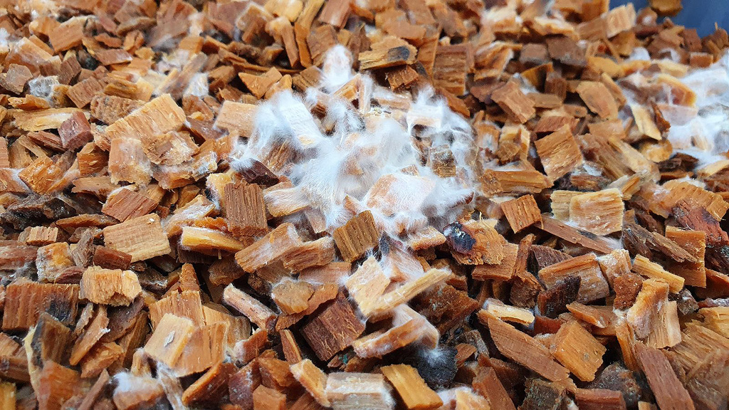 Azurescens mycelium colonizing beech wood. The preliminary stage of the world's strongest mushrooms.