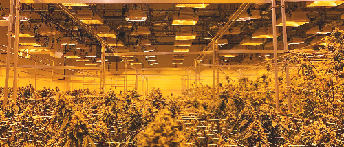 easy growing cannabis indoor