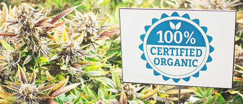 Growing Organic Weed for Beginners in 7 Steps