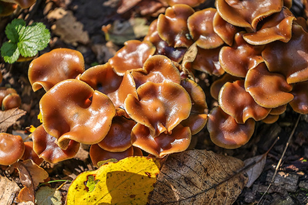 Wavy-capped psilocybe (Psilocybe cyanescens)