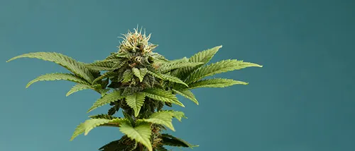 Ten Frequently Asked Questions About Growing Cannabis