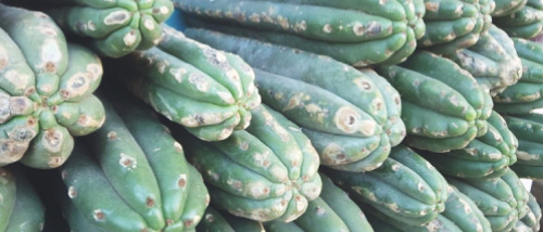 Mescaline Cacti - How do you use Peyote and San Pedro?