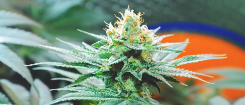 Amnesia Weed: All Strains & Information