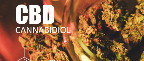 Buying or Smoking CBD Weed? Everything You Need to Know