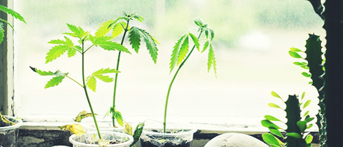 5 Tips for the growth of your cannabis plant